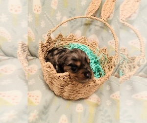 Dachshund Puppy for sale in DENHAM SPRINGS, LA, USA