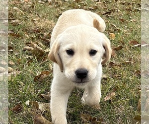 Golden Labrador Litter for sale in DECATUR, IN, USA
