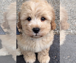 Shih-Poo-Unknown Mix Puppy for sale in BROOKLYN, NY, USA