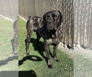 Mutt Dogs for adoption in Goodyear, AZ, USA