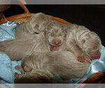 Small Photo #2 Weimaraner Puppy For Sale in AMORITA, OK, USA