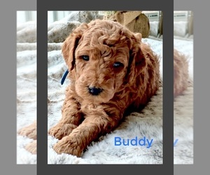 Goldendoodle (Miniature) Puppy for Sale in CARMEL, New York USA