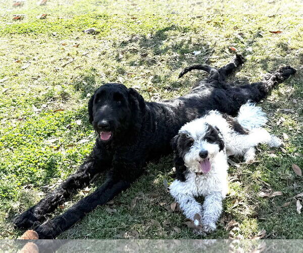 Medium Photo #5 Poodle (Standard) Puppy For Sale in Valrico, FL, USA