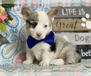 Pembroke Welsh Corgi Puppy for sale in LANCASTER, PA, USA