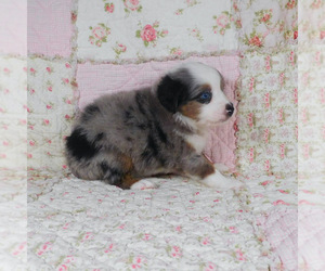 Miniature Australian Shepherd Puppy for sale in HARRISON, OH, USA