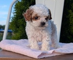 Small Photo #66 Cavapoo (Miniature) Puppy For Sale in GOSHEN, IN, USA