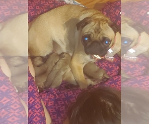 Mother of the Pug puppies born on 11/19/2023