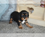 Small #2 Cavalier King Charles Spaniel