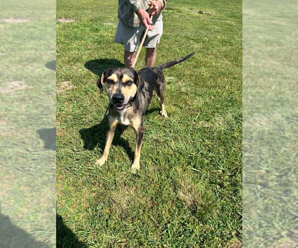 Medium Photo #4 Mutt Puppy For Sale in Abbeville, LA, USA