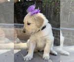 Small Photo #75 Golden Retriever Puppy For Sale in SACRAMENTO, CA, USA