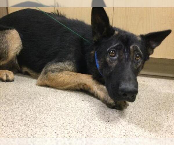 Medium Photo #1 German Shepherd Dog Puppy For Sale in Riverside, CA, USA