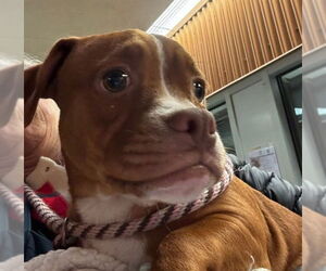 Mutt Dogs for adoption in Sacramento, CA, USA