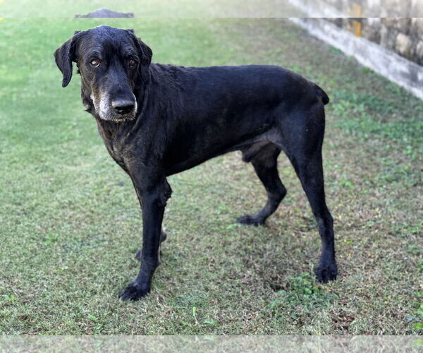 Medium Photo #2 Mutt Puppy For Sale in PIPE CREEK, TX, USA