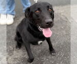 Small #3 Labrador Retriever Mix