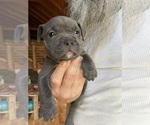 Small Photo #11 American Bully Puppy For Sale in SOMERSET, KY, USA
