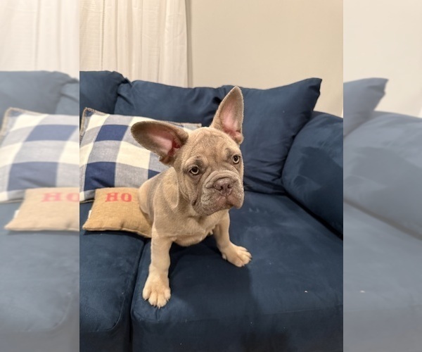 Medium Photo #1 French Bulldog Puppy For Sale in RIVERSIDE, NJ, USA