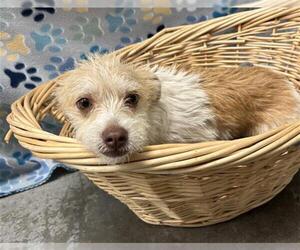 Parson Russell Terrier-Unknown Mix Dogs for adoption in Rosenberg, TX, USA