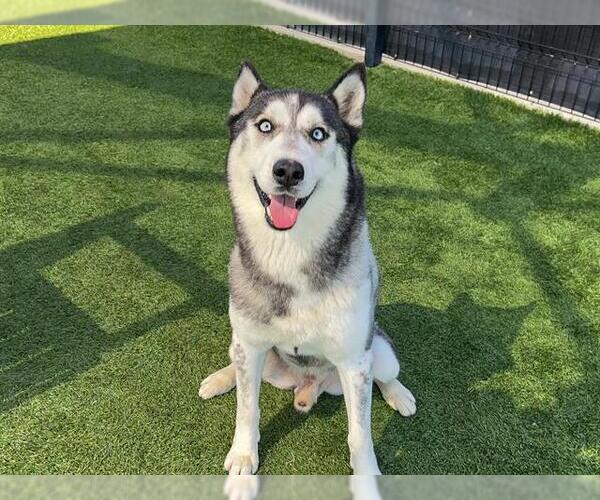 Medium Photo #1 Siberian Husky Puppy For Sale in Orange, CA, USA