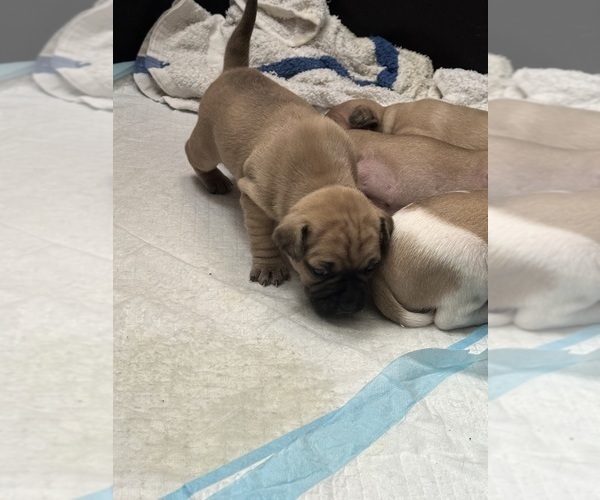 Medium Photo #9 French Bulldog-French Bullhuahua Mix Puppy For Sale in SHEPHERD, MT, USA