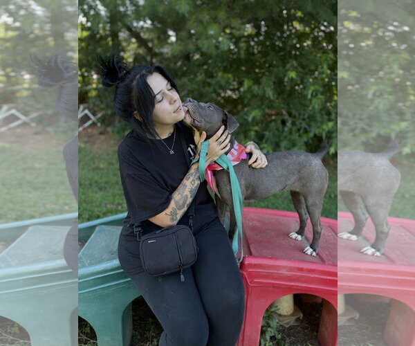 Medium Photo #4 American Pit Bull Terrier-Unknown Mix Puppy For Sale in Spring Lake, NJ, USA