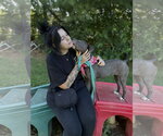 Small #3 American Pit Bull Terrier Mix
