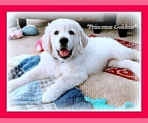 Medium Photo #24 English Cream Golden Retriever Puppy For Sale in PRINCETON, WV, USA