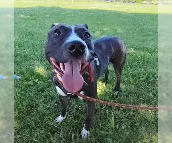 Medium Photo #18 American Pit Bull Terrier-Unknown Mix Puppy For Sale in Utica, NY, USA