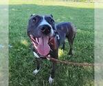 Small #17 American Pit Bull Terrier Mix