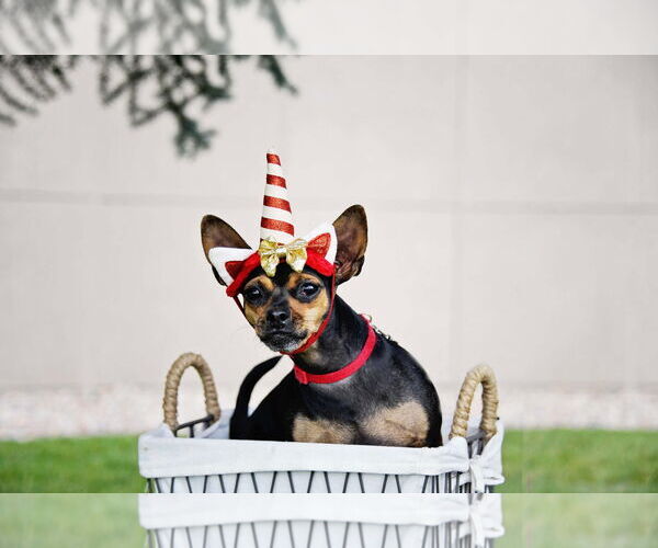 Medium Photo #5 Chihuahua Puppy For Sale in Sandy, UT, USA