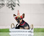 Small #4 Chihuahua
