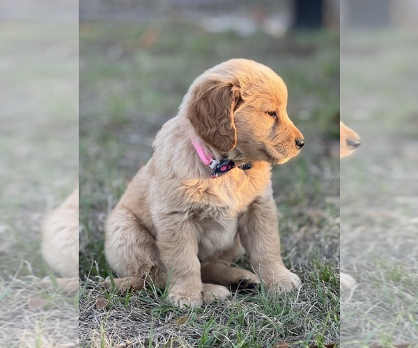 Medium Photo #1 Golden Retriever Puppy For Sale in BROOKSVILLE, FL, USA
