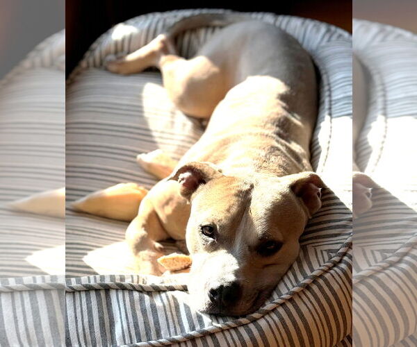 Medium Photo #1 Mutt Puppy For Sale in Rockaway, NJ, USA