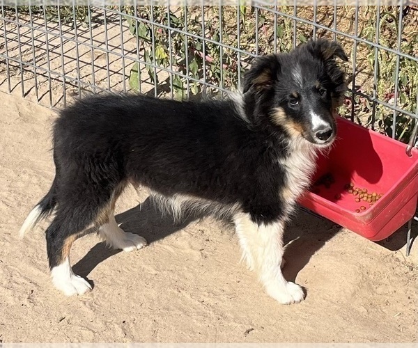 Medium Photo #29 Shetland Sheepdog Puppy For Sale in FORT MORGAN, CO, USA