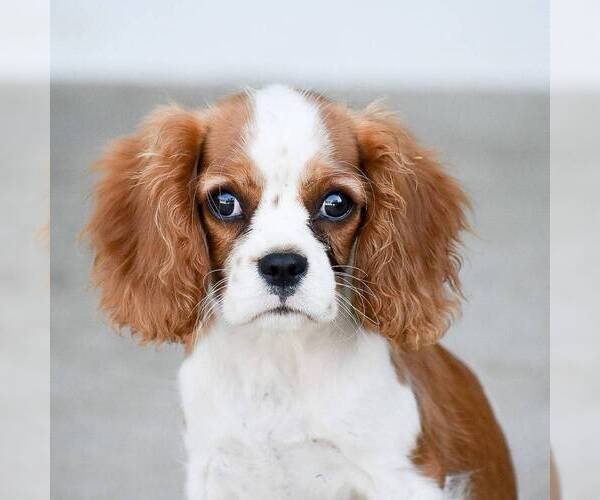 Medium Photo #1 Cavalier King Charles Spaniel Puppy For Sale in HONEY BROOK, PA, USA