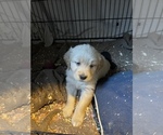 Small Photo #3 Golden Retriever Puppy For Sale in ASHLEY, IN, USA