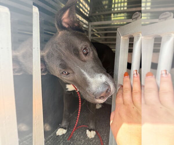 Medium Photo #4 Mountain Cur-Unknown Mix Puppy For Sale in Great Bend, KS, USA