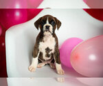 Small Photo #4 Boxer Puppy For Sale in VICI, OK, USA
