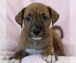 Chalk Pup - Putty - Male Colonial Cocker Spaniel-Unknown Mix Dog for Adoption - Small photo