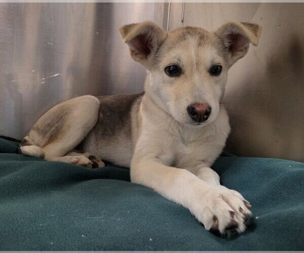 Medium Photo #1 Siberian Husky-Unknown Mix Puppy For Sale in Bakersfield, CA, USA