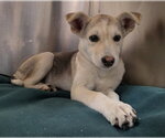 *ARIES - Female Siberian Husky-Unknown Mix Dog for Adoption - Small photo