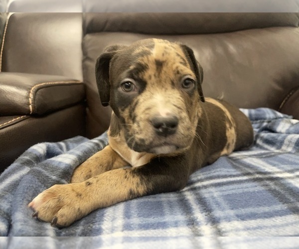Medium Photo #37 American Bully Puppy For Sale in REESEVILLE, WI, USA