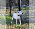 Small Photo #13 Mutt Puppy For Sale in Spotsylvania, VA, USA