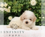 Small #3 Poodle (Toy)
