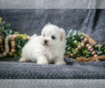 Small #2 Maltese