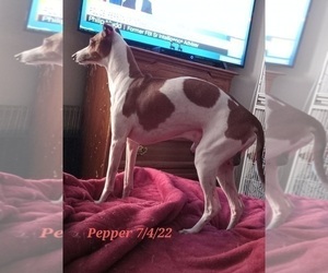 Father of the Italian Greyhound puppies born on 07/09/2022