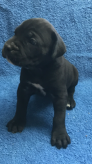 Cane Corso Puppy for sale in PHOENIX, AZ, USA