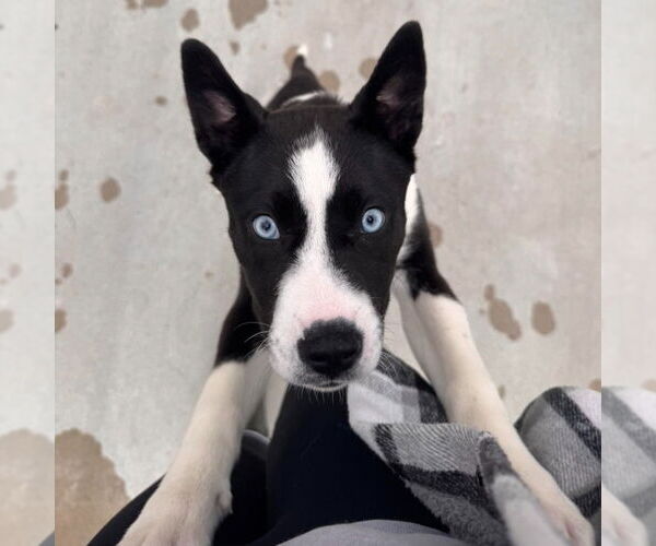 Medium Photo #4 Labrador Retriever Puppy For Sale in Muskegon, MI, USA