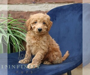 Goldendoodle (Miniature) Puppy for sale in NARVON, PA, USA
