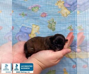 Shih Tzu Puppy for sale in WINNSBORO, LA, USA