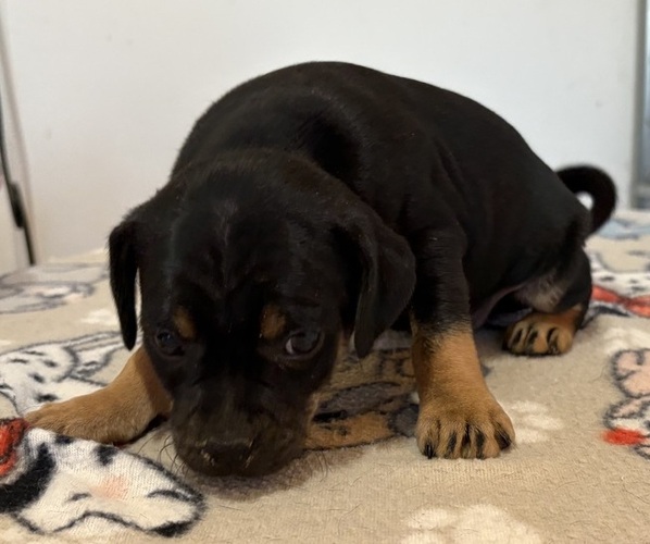 Medium Photo #2 Carlin Pinscher Puppy For Sale in COBB, WI, USA